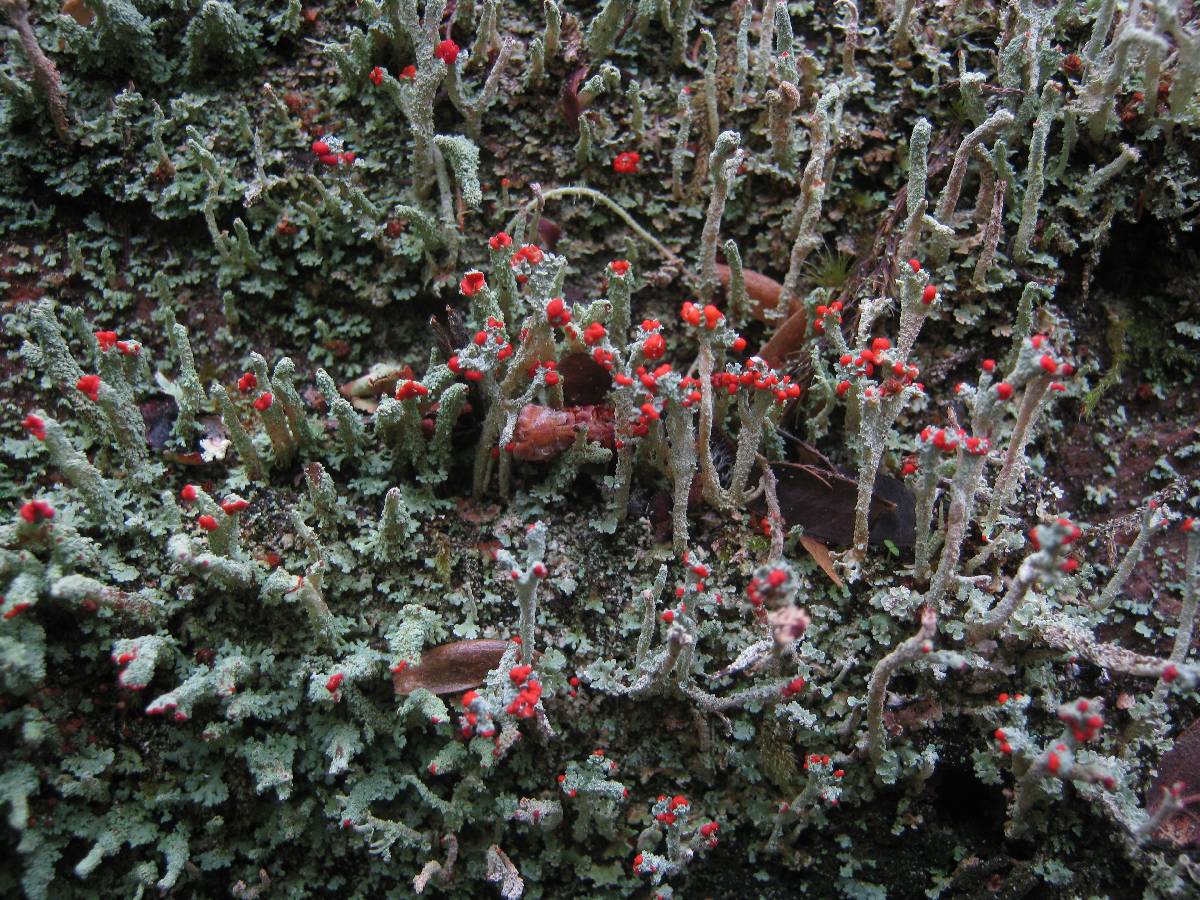 Cladonia polydactyla image