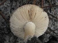 Amanita curtipes image