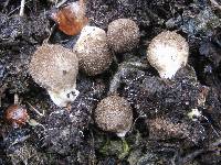 Lycoperdon echinatum image