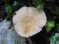 Clitocybe phaeophthalma image