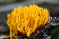 Calocera viscosa image