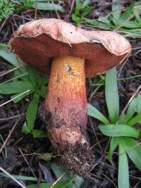 Boletus luridus image