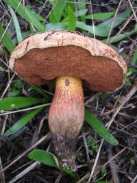 Boletus luridus image