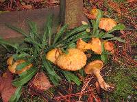 Suillus americanus image