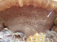 Phellinus gilvus image