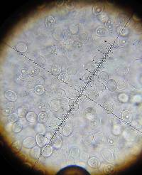 Conocybe romagnesii image
