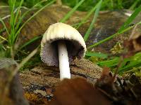 Coprinellus domesticus image