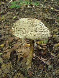 Chlorophyllum olivieri image