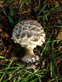 Chlorophyllum rachodes image