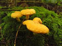 Pholiota flammans image