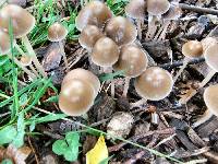 Psathyrella corrugis image