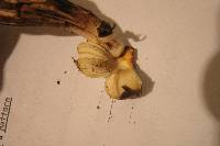 Leucoagaricus americanus image