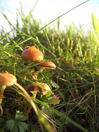 Psilocybe fimetaria image