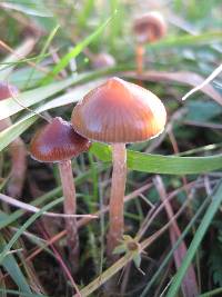 Psilocybe fimetaria image