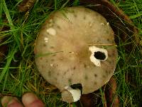 Russula cyanoxantha image