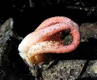 Clathrus columnatus image