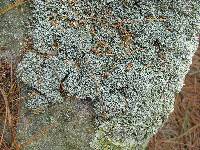 Cladonia petrophila image