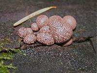 Lycogala epidendrum image