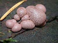 Lycogala epidendrum image