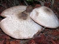 Agaricus moelleri image