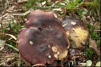 Russula viscida image