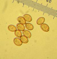 Cortinarius athabascus image