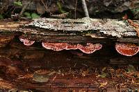 Fomitopsis cajanderi image