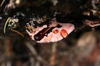 Fomitopsis cajanderi image