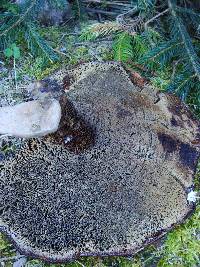 Phellinus piceinus image