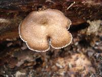 Polyporus brumalis image