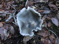 Tricholoma saponaceum image