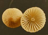 Mycena olivaceomarginata image