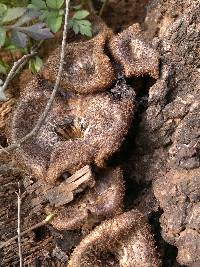 Lentinus stuppeus image