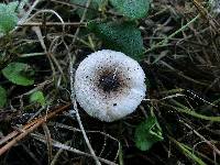 Lepiota atrodisca image