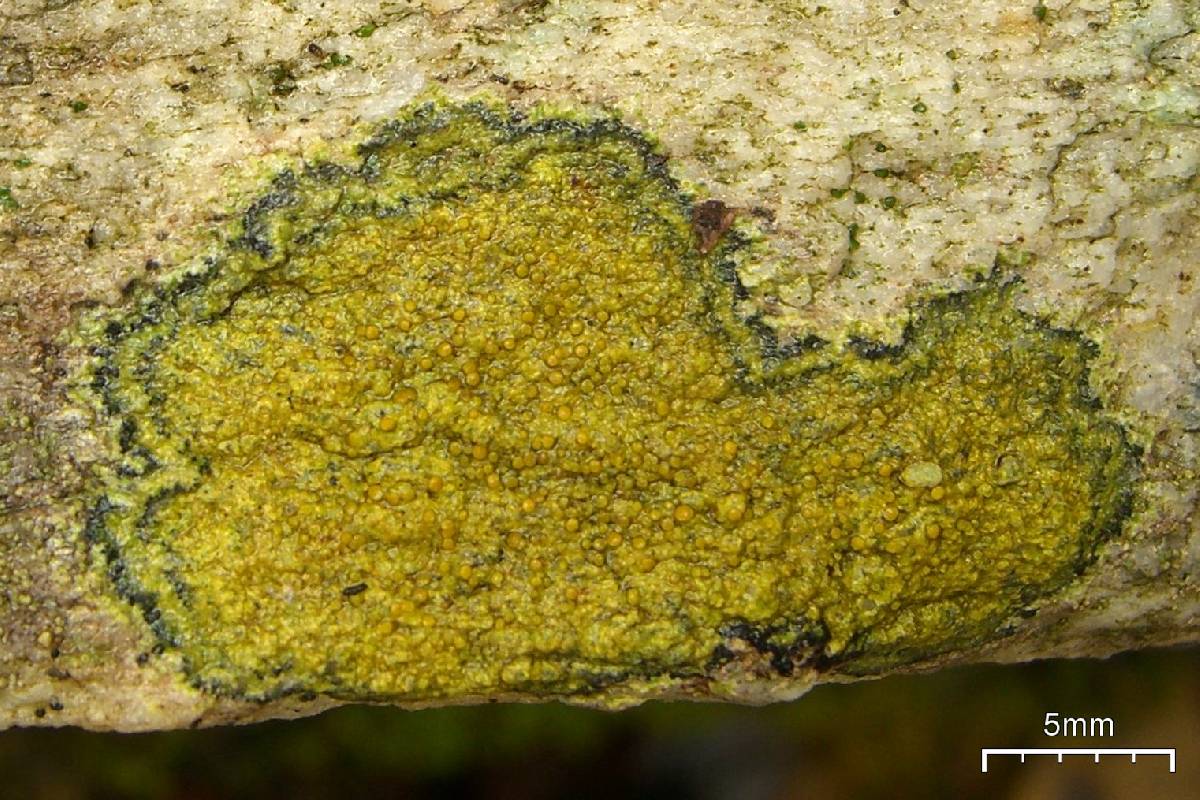 Caloplaca flavovirescens image