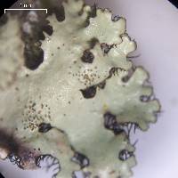 Parmelinopsis horrescens image