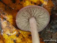 Entoloma violaceum image