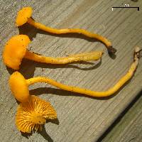 Cantharellus minor image