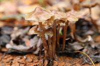 Psilocybe stuntzii image