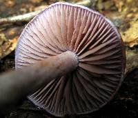 Cortinarius iodes image