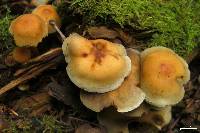 Hypholoma capnoides image