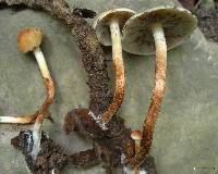 Hypholoma capnoides image