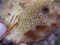 Suillus caerulescens image