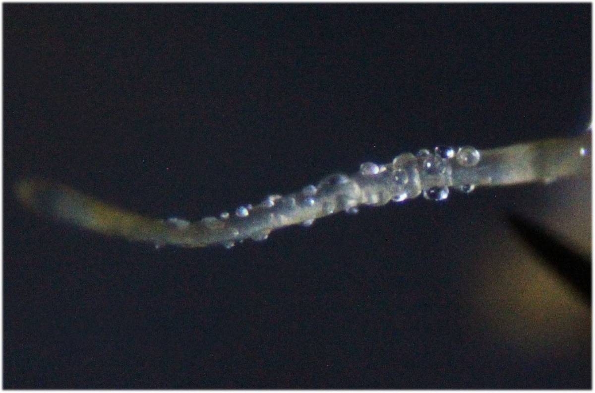 Pilobolus umbonatus image
