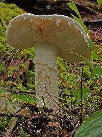 Amanita smithiana image