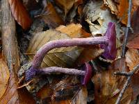 Laccaria amethystina image