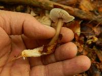 Rhodocollybia prolixa var. distorta image