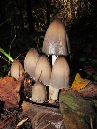 Coprinopsis acuminata image