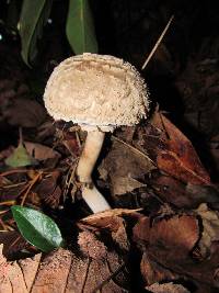 Chlorophyllum olivieri image