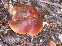 Boletus regineus image